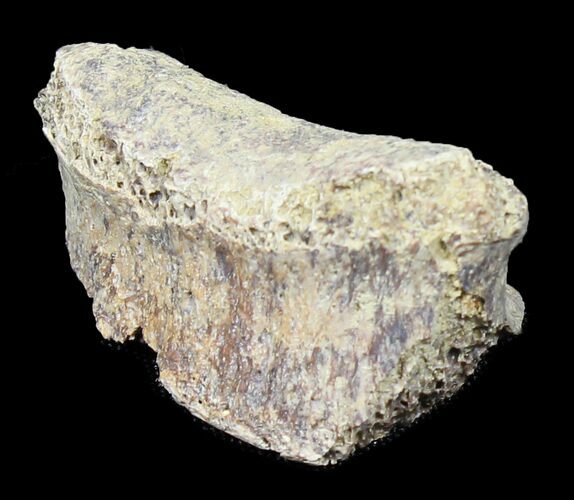 Juvenile Kritosaurus Toe Bone - Aguja Formation, Texas #31541